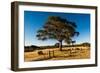 A lone tree in a field, Western Cove Road, Kangaroo Island, South Australia-Mark A Johnson-Framed Photographic Print