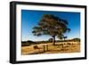 A lone tree in a field, Western Cove Road, Kangaroo Island, South Australia-Mark A Johnson-Framed Photographic Print