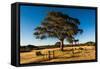 A lone tree in a field, Western Cove Road, Kangaroo Island, South Australia-Mark A Johnson-Framed Stretched Canvas