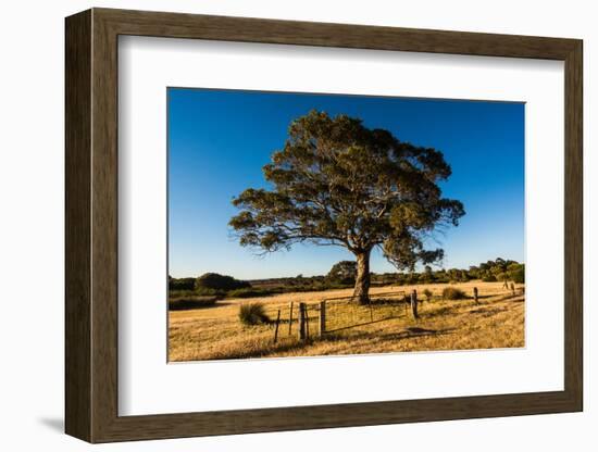 A lone tree in a field, Western Cove Road, Kangaroo Island, South Australia-Mark A Johnson-Framed Photographic Print