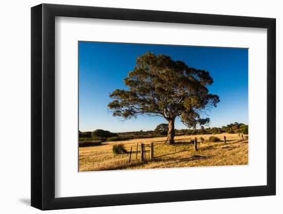 A lone tree in a field, Western Cove Road, Kangaroo Island, South Australia-Mark A Johnson-Framed Photographic Print