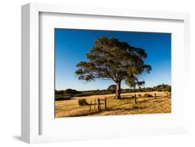 A lone tree in a field, Western Cove Road, Kangaroo Island, South Australia-Mark A Johnson-Framed Photographic Print