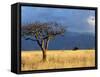 A Lone Tree in the Grasslands of Nechisar National Park, Ethiopia-Janis Miglavs-Framed Stretched Canvas