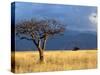 A Lone Tree in the Grasslands of Nechisar National Park, Ethiopia-Janis Miglavs-Stretched Canvas