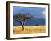 A Lone Tree in the Grasslands of Nechisar National Park, Ethiopia-Janis Miglavs-Framed Premium Photographic Print