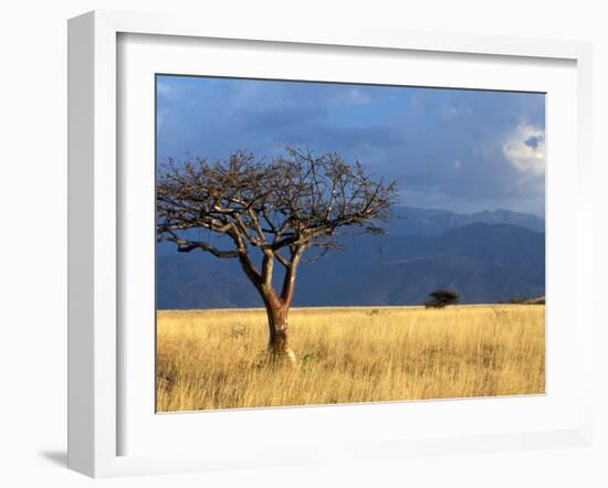 A Lone Tree in the Grasslands of Nechisar National Park, Ethiopia-Janis Miglavs-Framed Premium Photographic Print