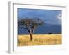 A Lone Tree in the Grasslands of Nechisar National Park, Ethiopia-Janis Miglavs-Framed Premium Photographic Print