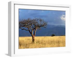 A Lone Tree in the Grasslands of Nechisar National Park, Ethiopia-Janis Miglavs-Framed Premium Photographic Print