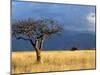 A Lone Tree in the Grasslands of Nechisar National Park, Ethiopia-Janis Miglavs-Mounted Premium Photographic Print