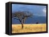 A Lone Tree in the Grasslands of Nechisar National Park, Ethiopia-Janis Miglavs-Framed Stretched Canvas