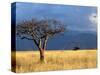 A Lone Tree in the Grasslands of Nechisar National Park, Ethiopia-Janis Miglavs-Stretched Canvas