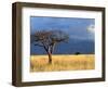 A Lone Tree in the Grasslands of Nechisar National Park, Ethiopia-Janis Miglavs-Framed Photographic Print