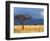 A Lone Tree in the Grasslands of Nechisar National Park, Ethiopia-Janis Miglavs-Framed Photographic Print