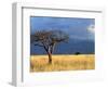 A Lone Tree in the Grasslands of Nechisar National Park, Ethiopia-Janis Miglavs-Framed Photographic Print