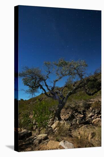 A Lone Tree in Torotoro National Park by Moonlight-Alex Saberi-Stretched Canvas