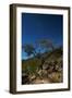 A Lone Tree in Torotoro National Park by Moonlight-Alex Saberi-Framed Photographic Print