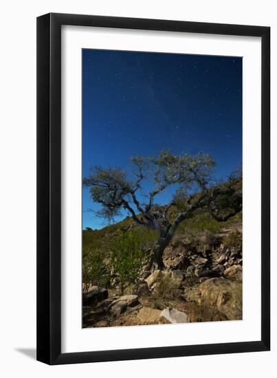 A Lone Tree in Torotoro National Park by Moonlight-Alex Saberi-Framed Photographic Print