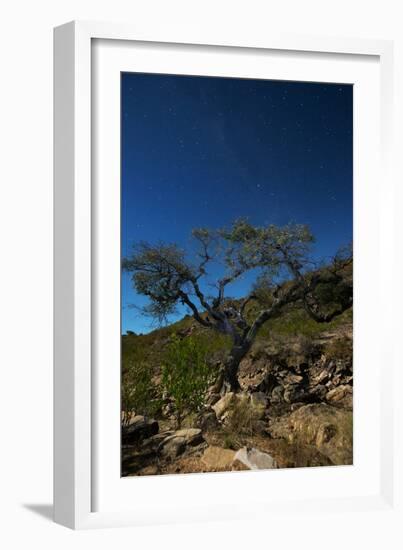 A Lone Tree in Torotoro National Park by Moonlight-Alex Saberi-Framed Photographic Print