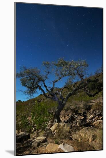 A Lone Tree in Torotoro National Park by Moonlight-Alex Saberi-Mounted Photographic Print