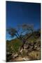 A Lone Tree in Torotoro National Park by Moonlight-Alex Saberi-Mounted Photographic Print