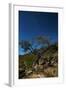 A Lone Tree in Torotoro National Park by Moonlight-Alex Saberi-Framed Photographic Print