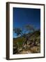 A Lone Tree in Torotoro National Park by Moonlight-Alex Saberi-Framed Photographic Print