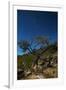 A Lone Tree in Torotoro National Park by Moonlight-Alex Saberi-Framed Photographic Print