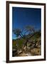 A Lone Tree in Torotoro National Park by Moonlight-Alex Saberi-Framed Photographic Print