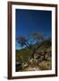 A Lone Tree in Torotoro National Park by Moonlight-Alex Saberi-Framed Photographic Print