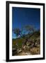 A Lone Tree in Torotoro National Park by Moonlight-Alex Saberi-Framed Photographic Print