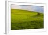 A lone tree on lush pasture land, Waimea, Big Island, Hawaii-Mark A Johnson-Framed Photographic Print