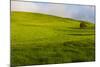 A lone tree on lush pasture land, Waimea, Big Island, Hawaii-Mark A Johnson-Mounted Photographic Print