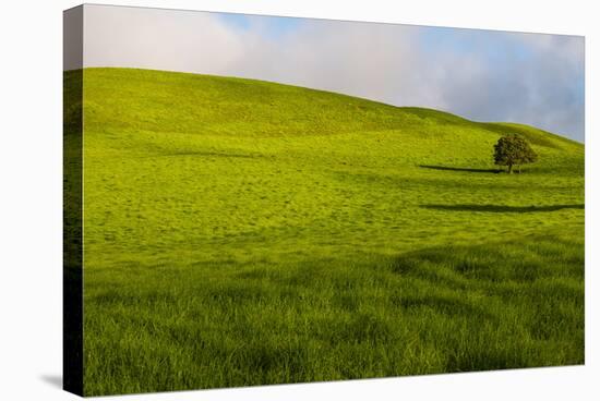 A lone tree on lush pasture land, Waimea, Big Island, Hawaii-Mark A Johnson-Stretched Canvas