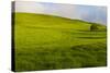 A lone tree on lush pasture land, Waimea, Big Island, Hawaii-Mark A Johnson-Stretched Canvas