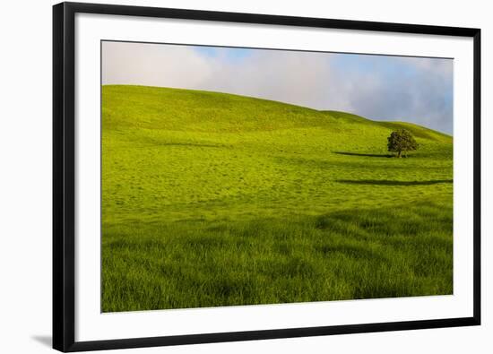 A lone tree on lush pasture land, Waimea, Big Island, Hawaii-Mark A Johnson-Framed Photographic Print