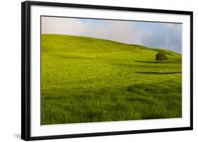 A lone tree on lush pasture land, Waimea, Big Island, Hawaii-Mark A Johnson-Framed Photographic Print