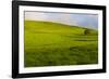 A lone tree on lush pasture land, Waimea, Big Island, Hawaii-Mark A Johnson-Framed Photographic Print