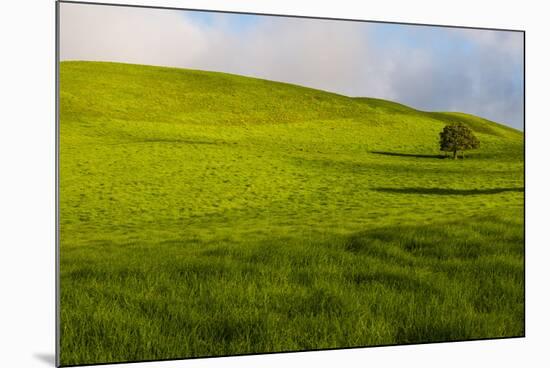 A lone tree on lush pasture land, Waimea, Big Island, Hawaii-Mark A Johnson-Mounted Photographic Print
