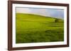 A lone tree on lush pasture land, Waimea, Big Island, Hawaii-Mark A Johnson-Framed Photographic Print