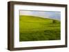 A lone tree on lush pasture land, Waimea, Big Island, Hawaii-Mark A Johnson-Framed Photographic Print