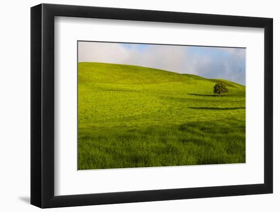 A lone tree on lush pasture land, Waimea, Big Island, Hawaii-Mark A Johnson-Framed Photographic Print