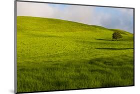 A lone tree on lush pasture land, Waimea, Big Island, Hawaii-Mark A Johnson-Mounted Photographic Print