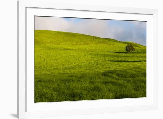 A lone tree on lush pasture land, Waimea, Big Island, Hawaii-Mark A Johnson-Framed Photographic Print