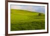 A lone tree on lush pasture land, Waimea, Big Island, Hawaii-Mark A Johnson-Framed Photographic Print