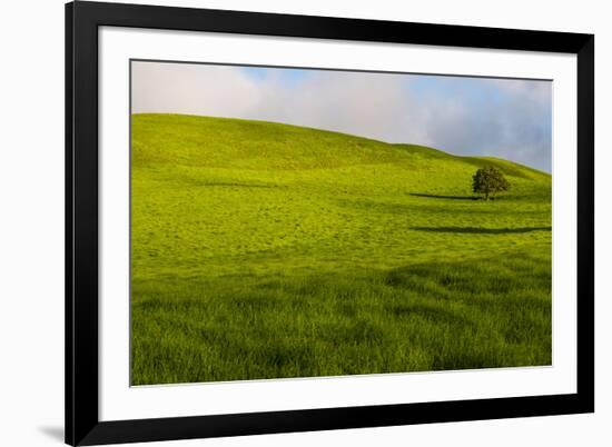 A lone tree on lush pasture land, Waimea, Big Island, Hawaii-Mark A Johnson-Framed Photographic Print