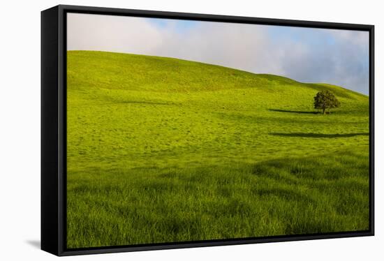 A lone tree on lush pasture land, Waimea, Big Island, Hawaii-Mark A Johnson-Framed Stretched Canvas