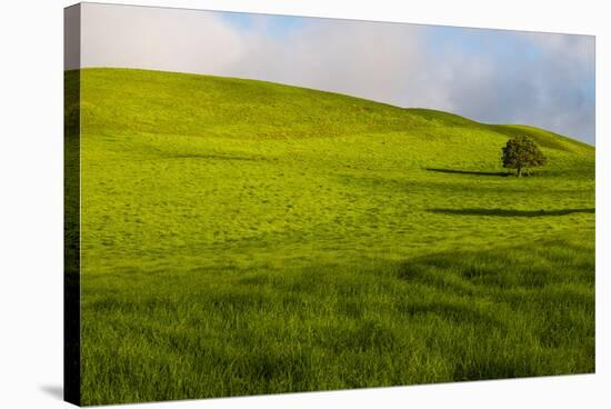 A lone tree on lush pasture land, Waimea, Big Island, Hawaii-Mark A Johnson-Stretched Canvas