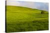 A lone tree on lush pasture land, Waimea, Big Island, Hawaii-Mark A Johnson-Stretched Canvas