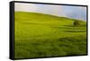 A lone tree on lush pasture land, Waimea, Big Island, Hawaii-Mark A Johnson-Framed Stretched Canvas