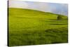 A lone tree on lush pasture land, Waimea, Big Island, Hawaii-Mark A Johnson-Stretched Canvas